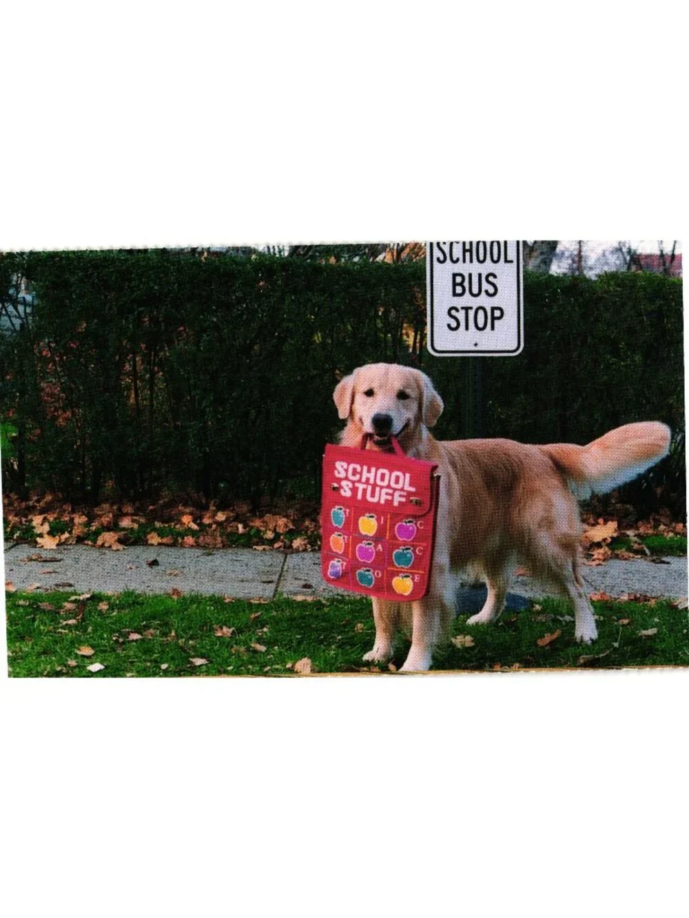 Dog At School Bus Stop Vintage Postcard North Shore Animal League Unused